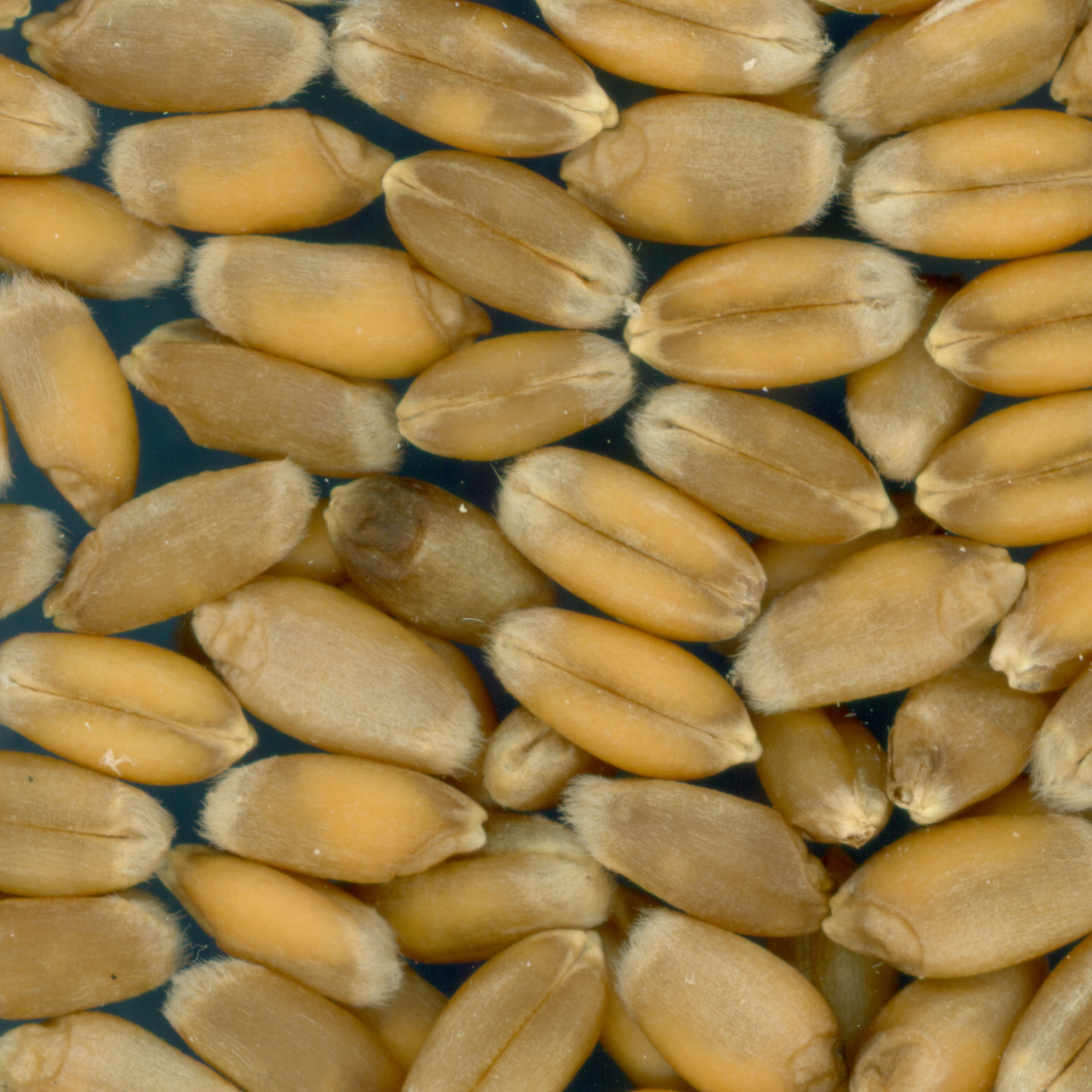 KERNELS